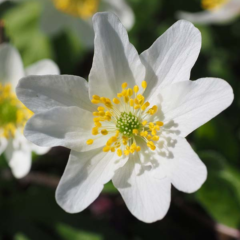Wood Anemone Bulbs (Anemone nemorosa)