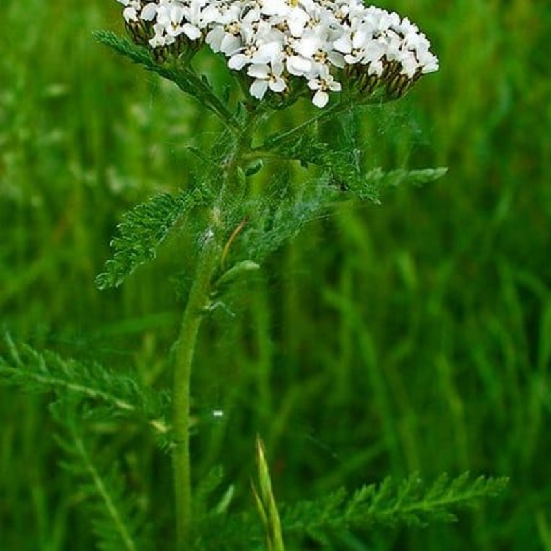 Yarrow Seeds (Achillea millefolium)