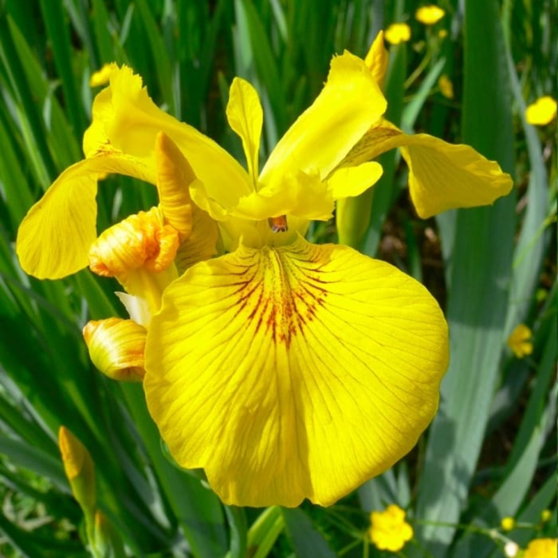 Yellow Flag Iris Seeds (Iris pseudacorus)