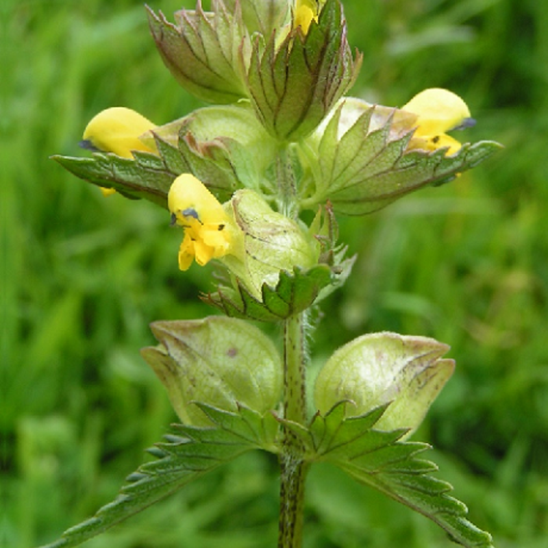 Yellow-Rattle Plants (Rhinanthus minor)