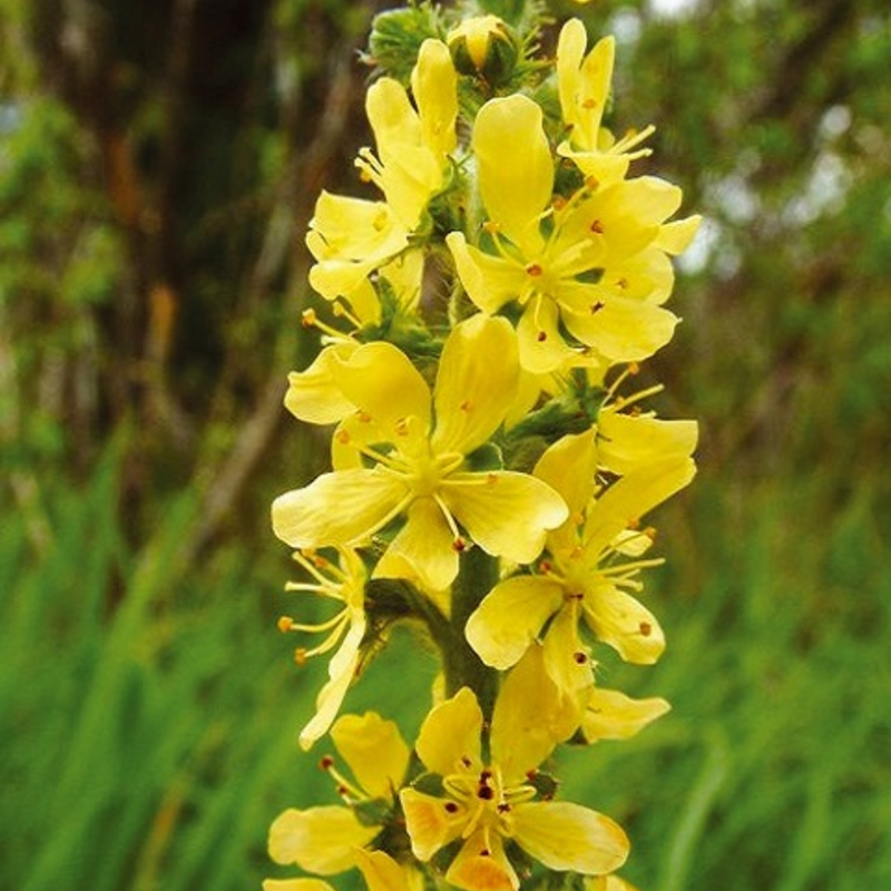 Common Agrimony Plants (Agrimonia eupatoria)