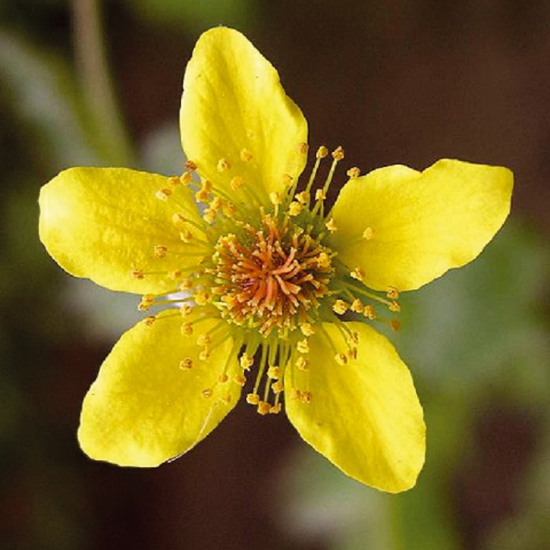 Wood Avens Plants (Geum urbanum)