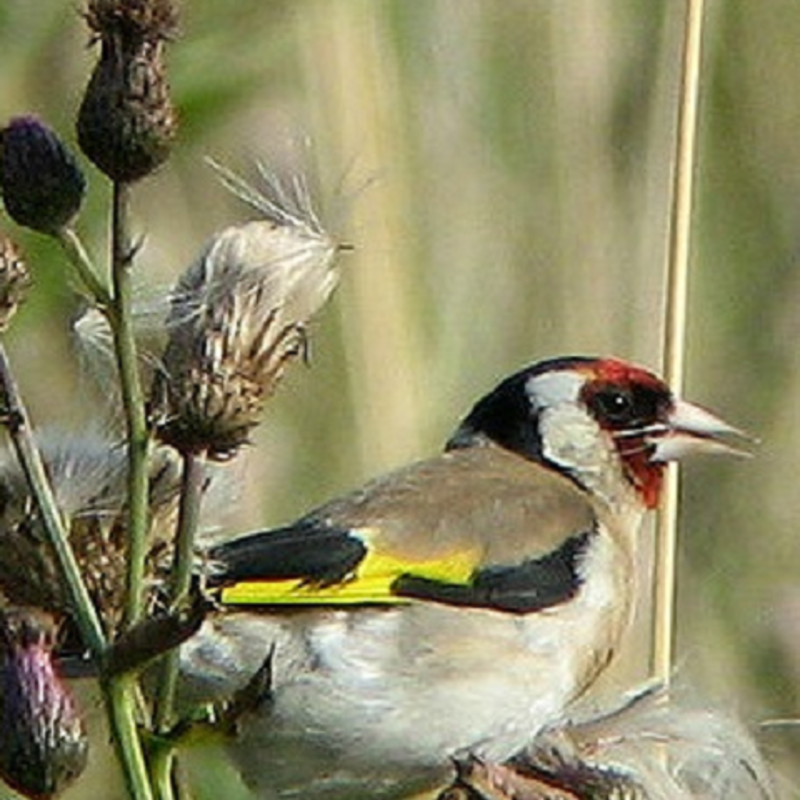Wildflower Seeds for Birds
