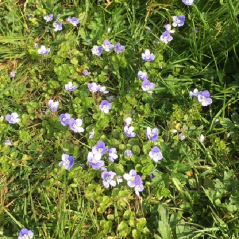 Birdseye Speedwell Plants (Veronica chamaedrys)