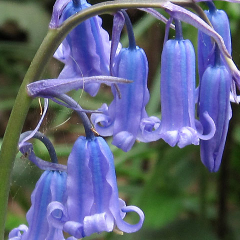 Bluebell Wildflower Plants (Hyacinthoides non-scripta)