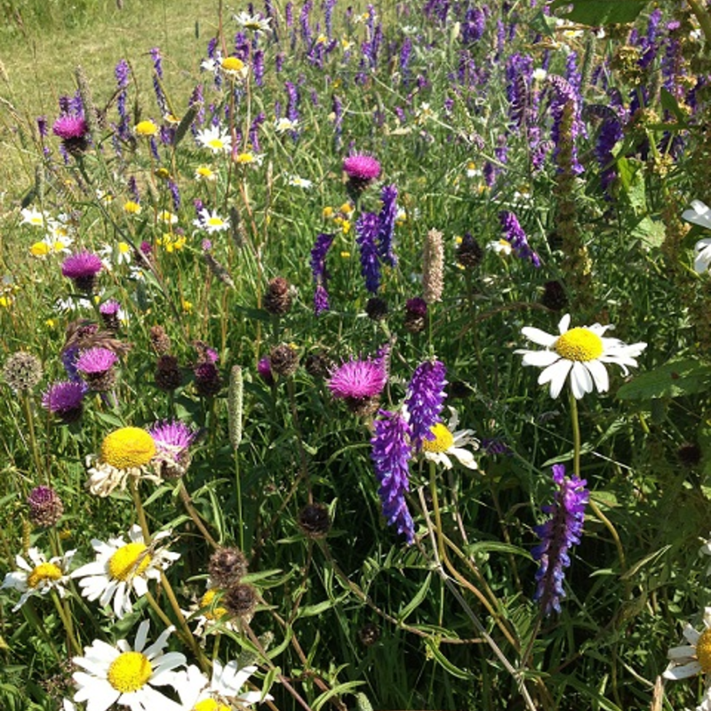 Hedgerow and Shade Wildflower Seeds LW7P 100%