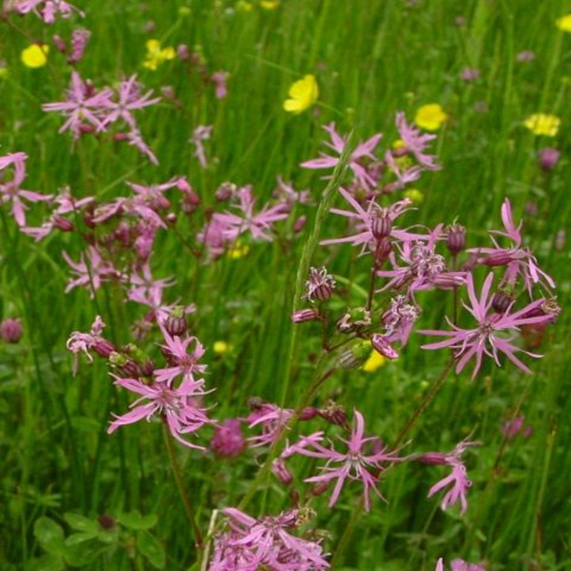 Acidic Soils Wildflower Seeds LW11M 80/20