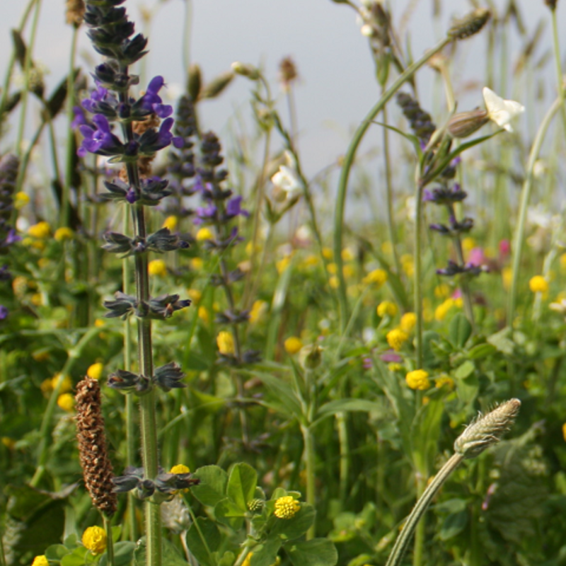 Traditional Meadow Wildflower Seeds LW1P 100%
