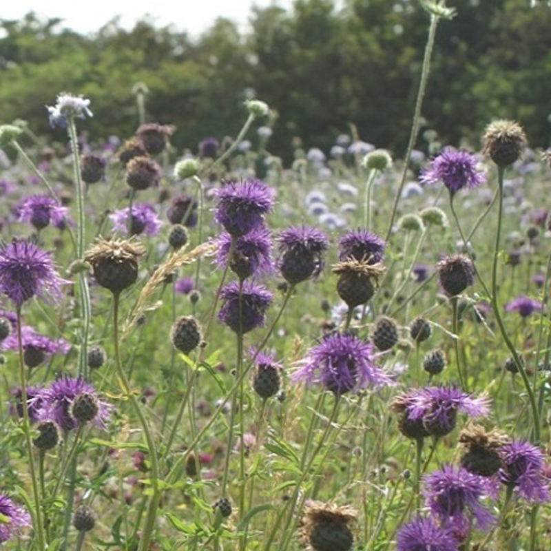 Heavy Clay and Wet Soils Wildflower Seeds LW5P 100%