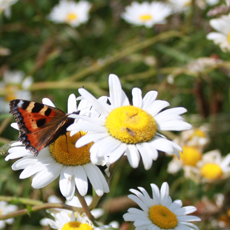 Wildflower Seeds for Butterflies