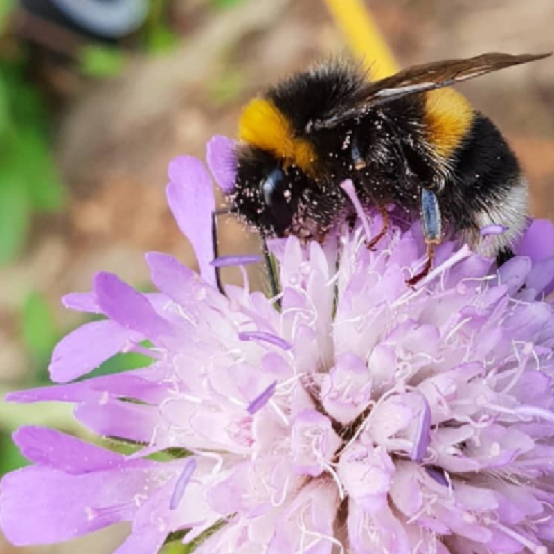 Wildflower Seeds for Bumblebees