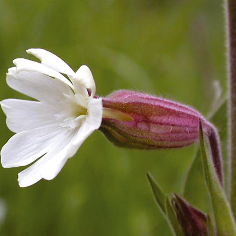White Campion Plants (Silene alba)