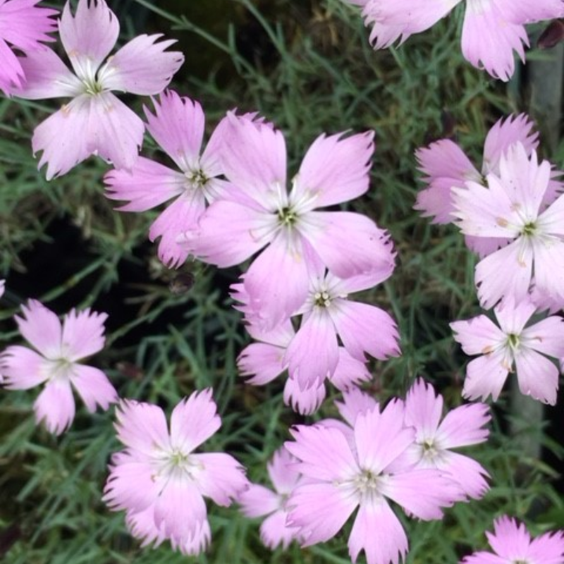 Cheddar Pink Plants (Dianthus Gratianopolitanus)