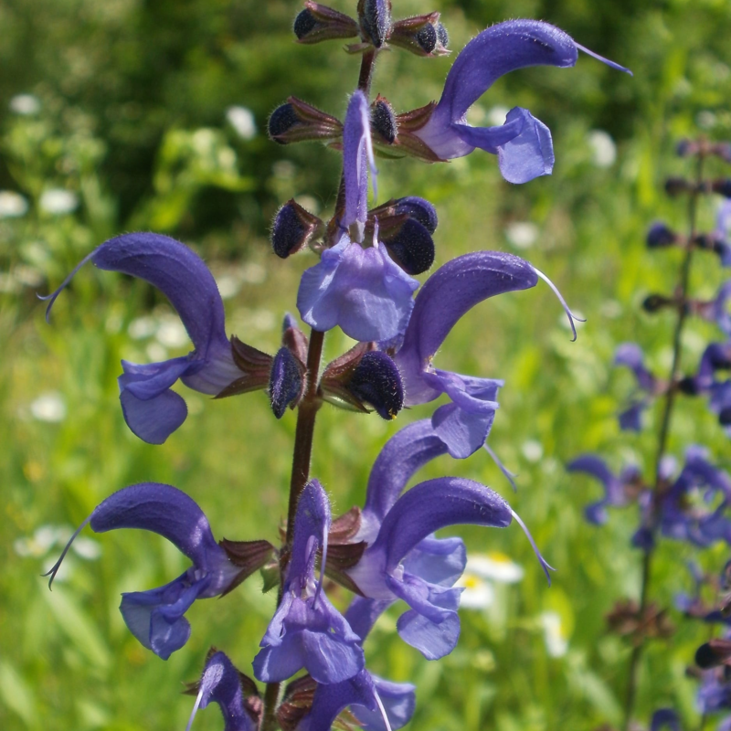 Meadow Clary Plants (Salvia pratensis)