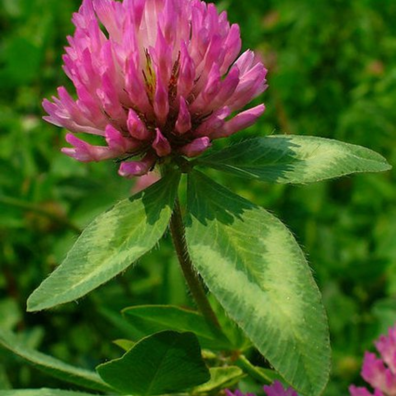 Wild Red Clover Plants (Trifolium pratense)