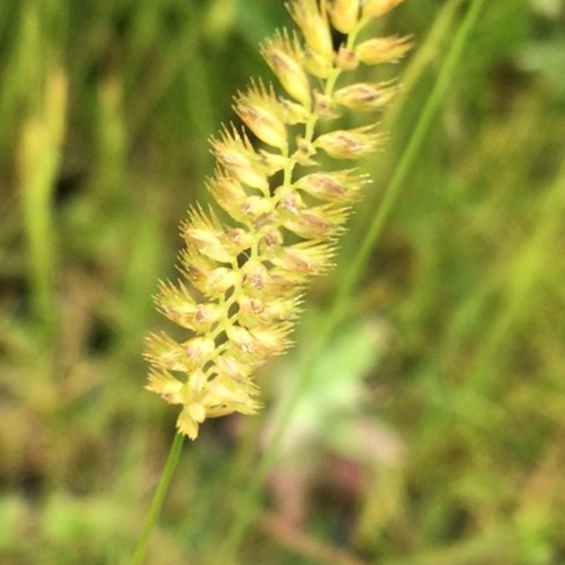 Crested Dogstail Plants (Cynosurus Cristatus)