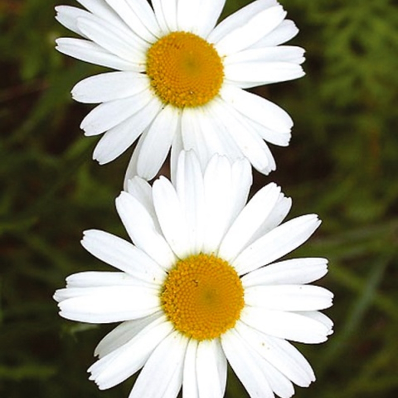 Ox Eye Daisy Seeds (Leucanthemum vulgare)