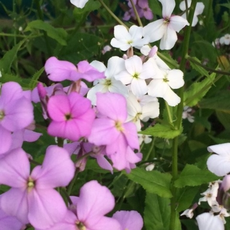 Dames Violet Plants (Hesperis Matronalis)