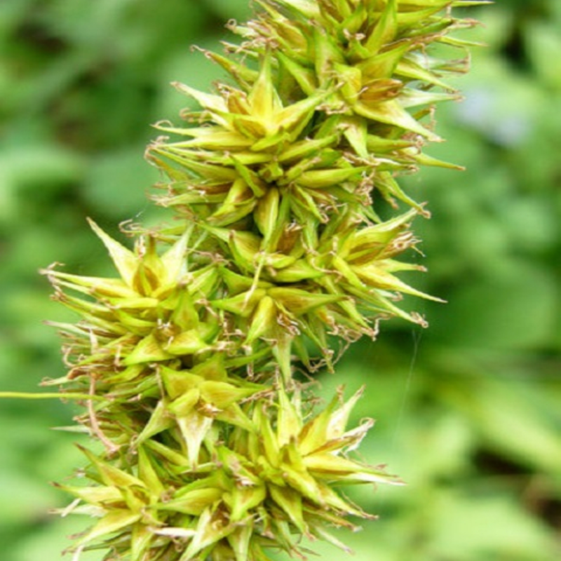 False Fox Sedge Plants (Carex otrubae)