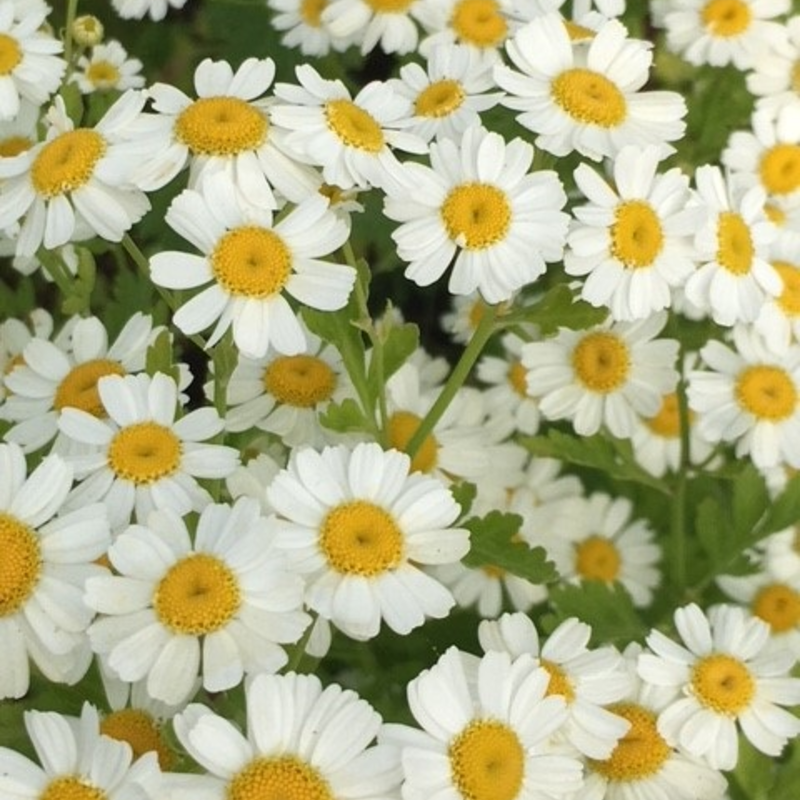Feverfew Plants (Tanacetum parthenium)