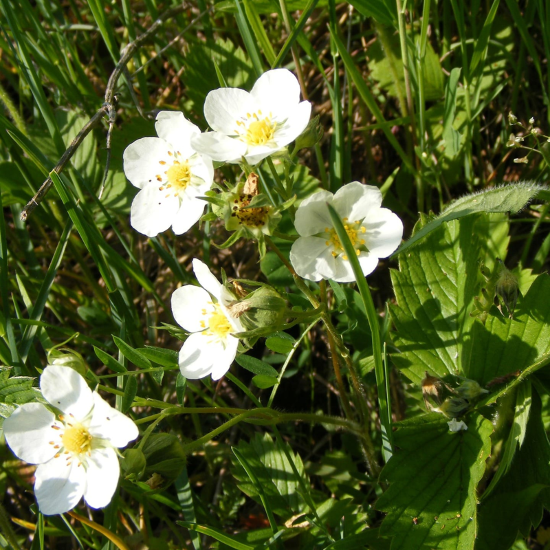 Wild Strawberry Plants (Fragaria vesca)