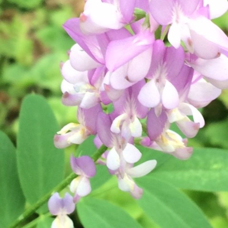 Goats Rue (Galega Officinalis)