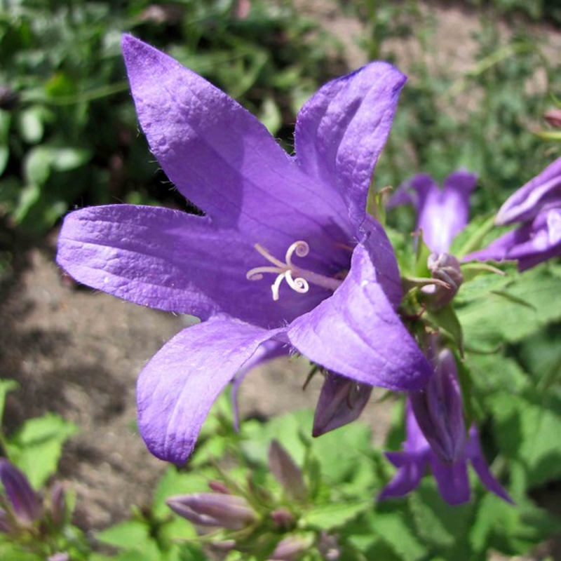 Giant Bellflower Plants (Campanula Latifolia)