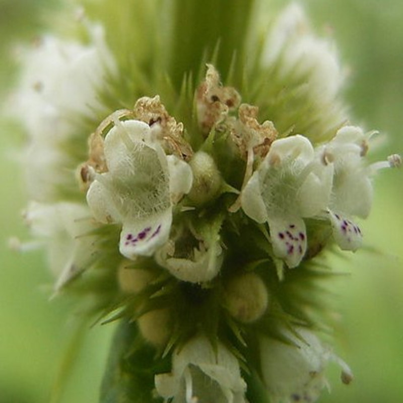 Gypsywort Plants (Lycopus eurpaeus)