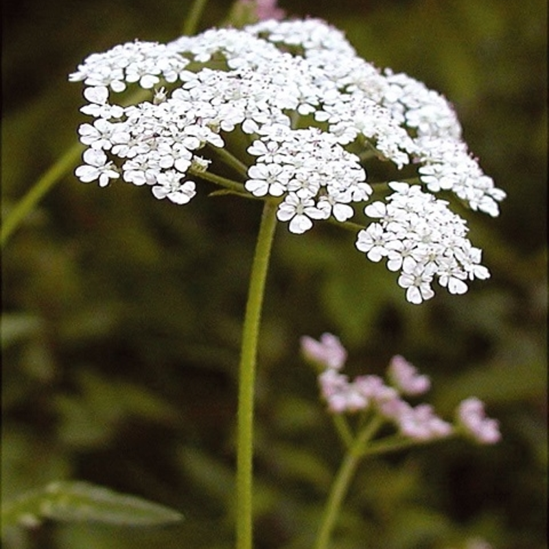 Upright Hedge Parsley Plants (Torilis japonica)