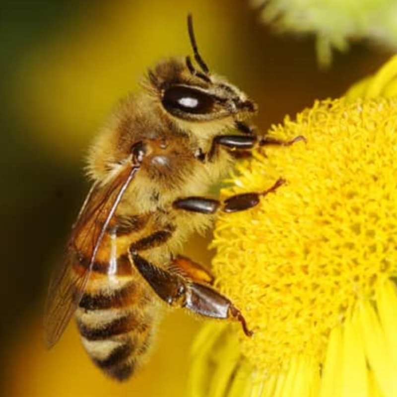 Wildflower Seeds for Honey Bees