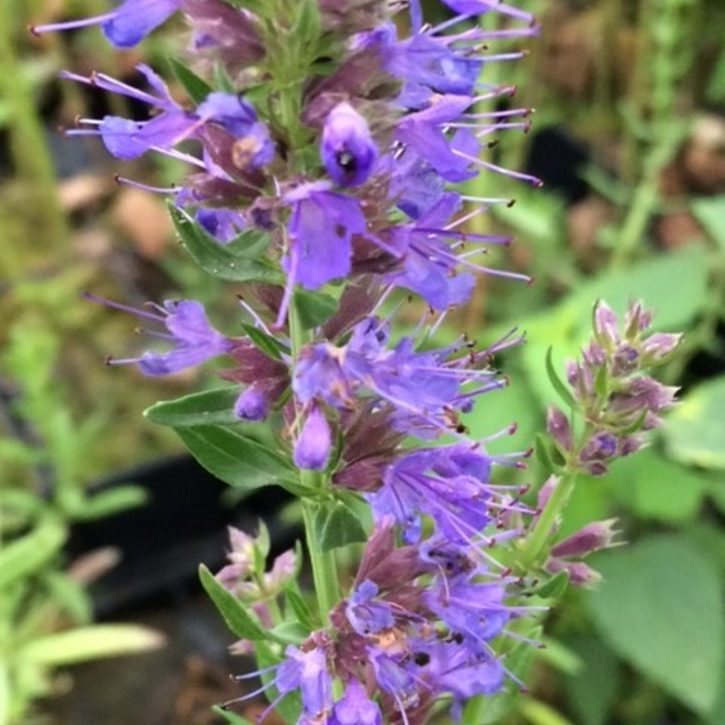 Hyssop Plants (Hyssopus Officinalis)
