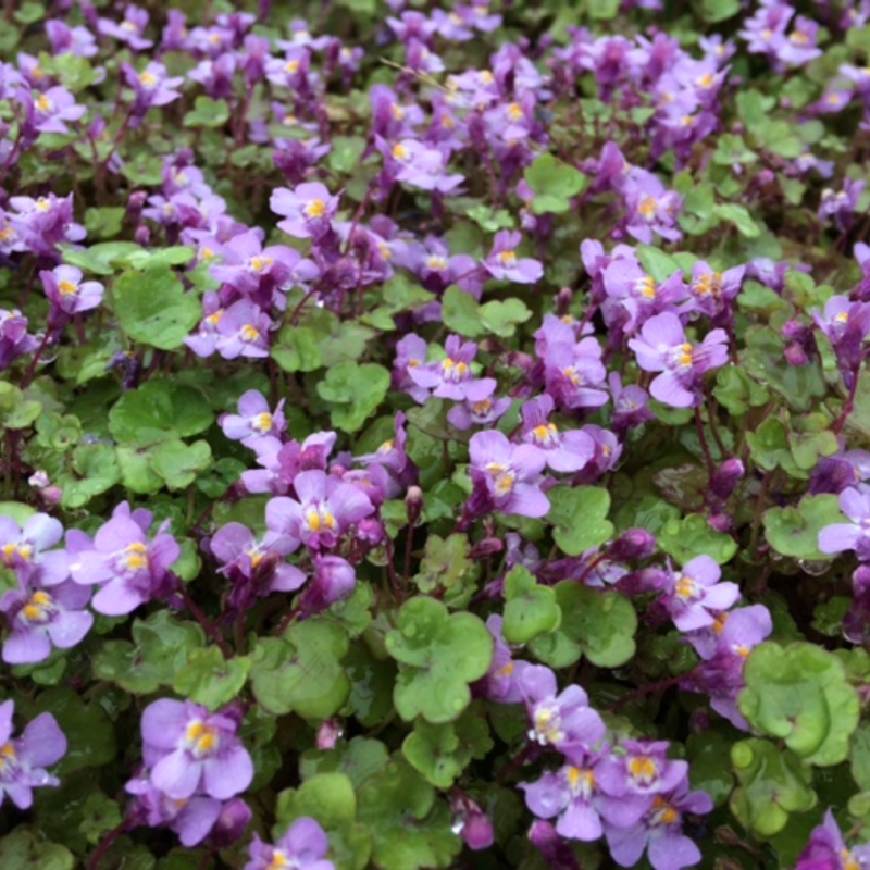 Ivy Leaved Toadflax Plants (Cymbalaria Muralis)