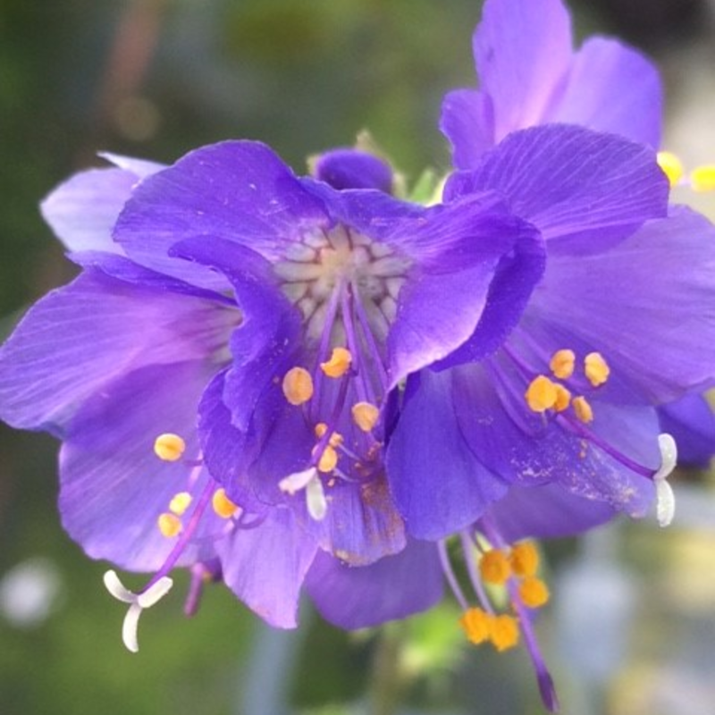Jacob's Ladder Plants (Polemonium caeruleum)