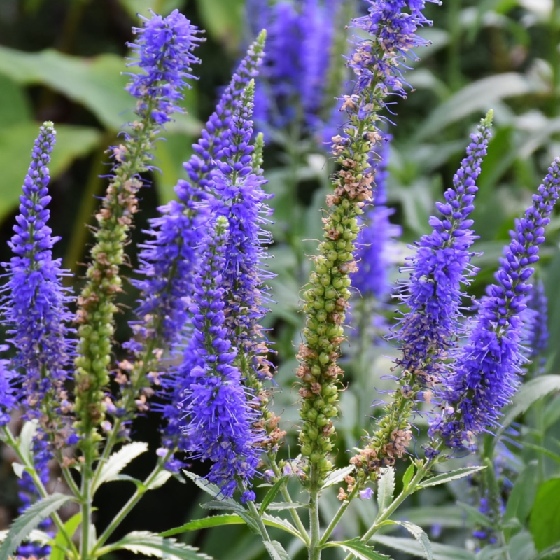 Spiked Speedwell Plants (Veronica spicata)