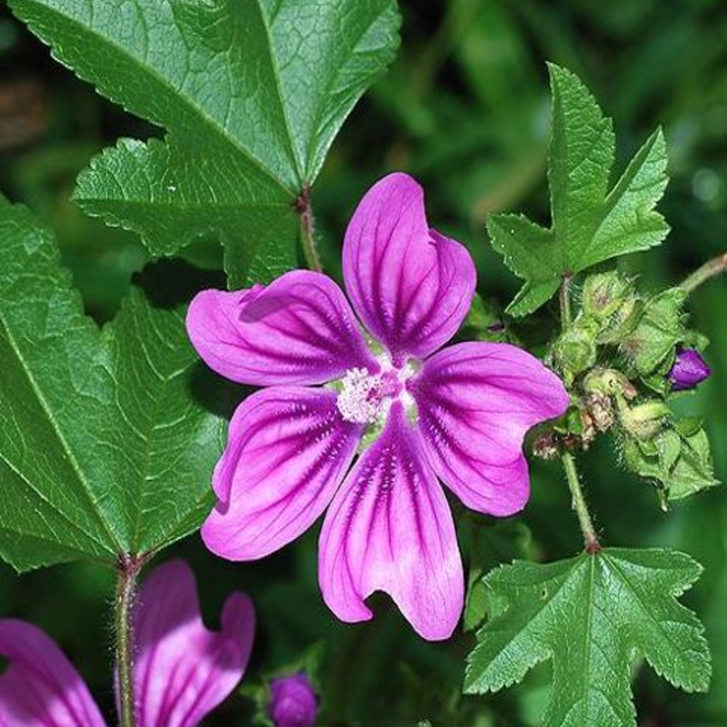 Common Mallow Plants (Malva sylvestris)