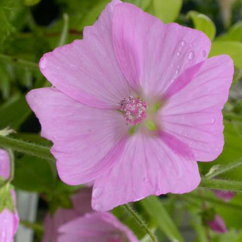 Musk Mallow Plants (Malva moschata)