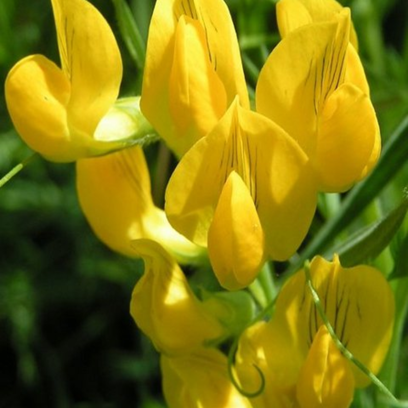 Meadow Vetchling Plants (Lathyrus pratensis)