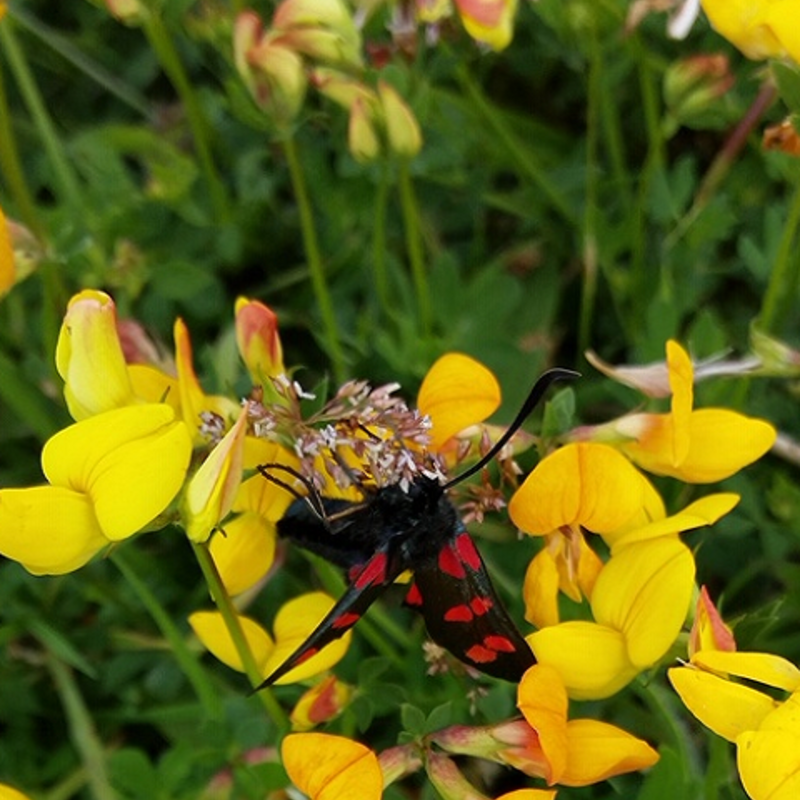 Wildflower Seeds for Moths