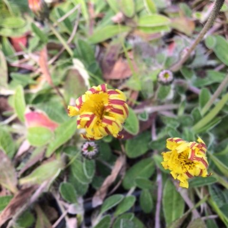 Mouse-Ear Hawkweed (Hieracium Pilosella)