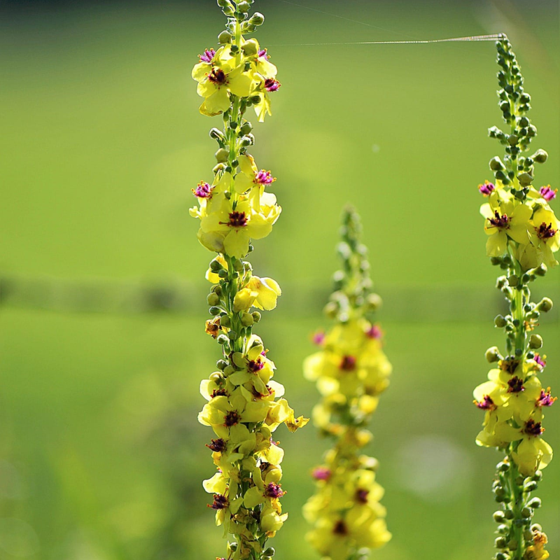 Moth Mullein Plants (Verbascum blattaria)