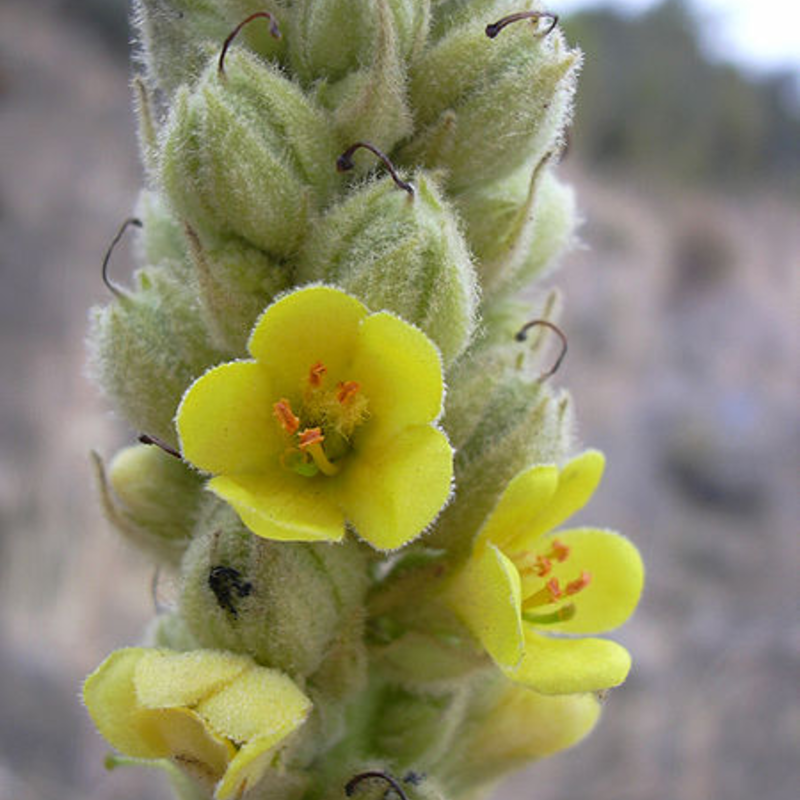 Greater Mullein Plants (Verbascum thapsus)