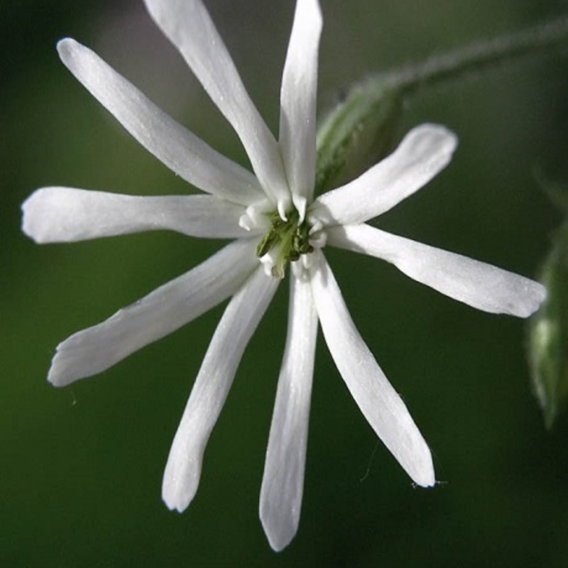 Nottingham Catchfly Plants (Silene nutans)