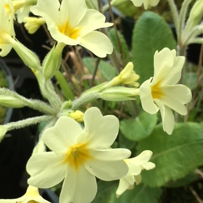 Oxlip Plants | Primula Elatior | Buy Online - Landlife Wildflowers