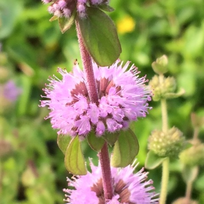 Pennyroyal Plants (Mentha Pulegium)
