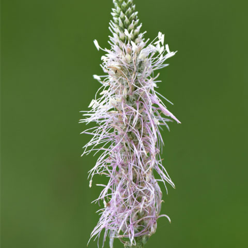 Hoary Plantain Plants (Plantago media)