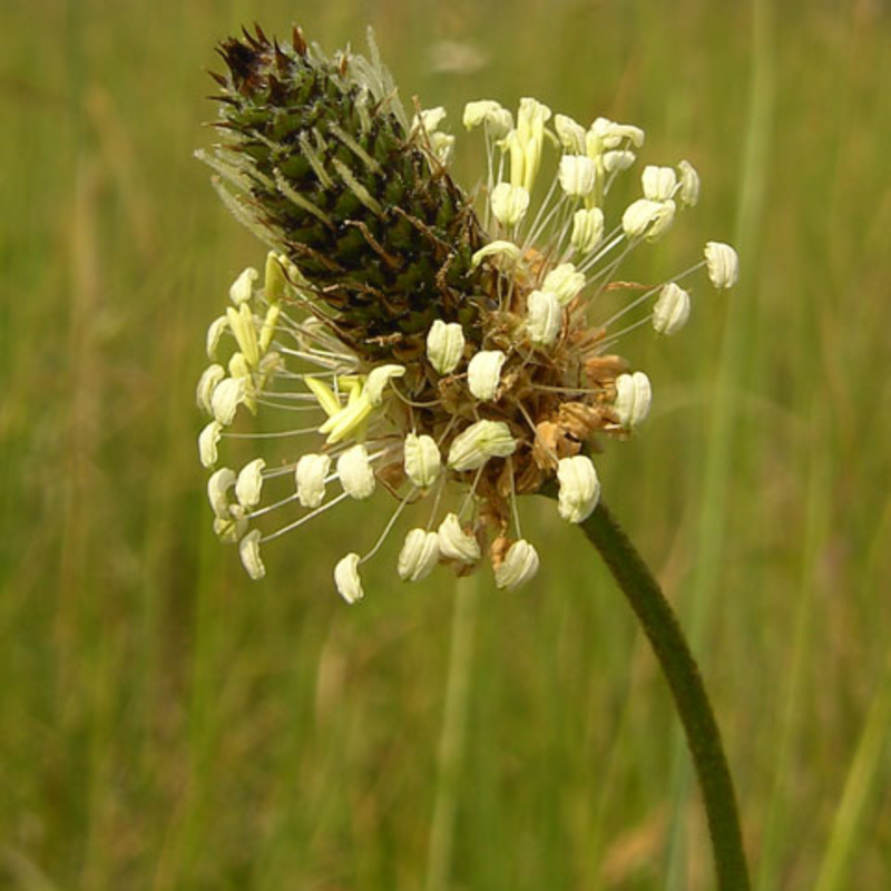 Ribwort Plantain Plants (Plantago lanceolata)