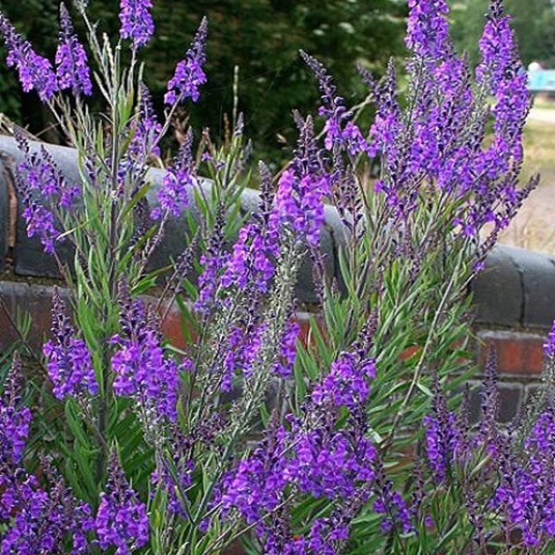 Purple Toadflax Plants (Linaria purpurea)