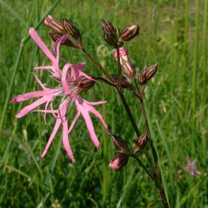 Ragged Robin Plants (Lychnis flos-cuculi)