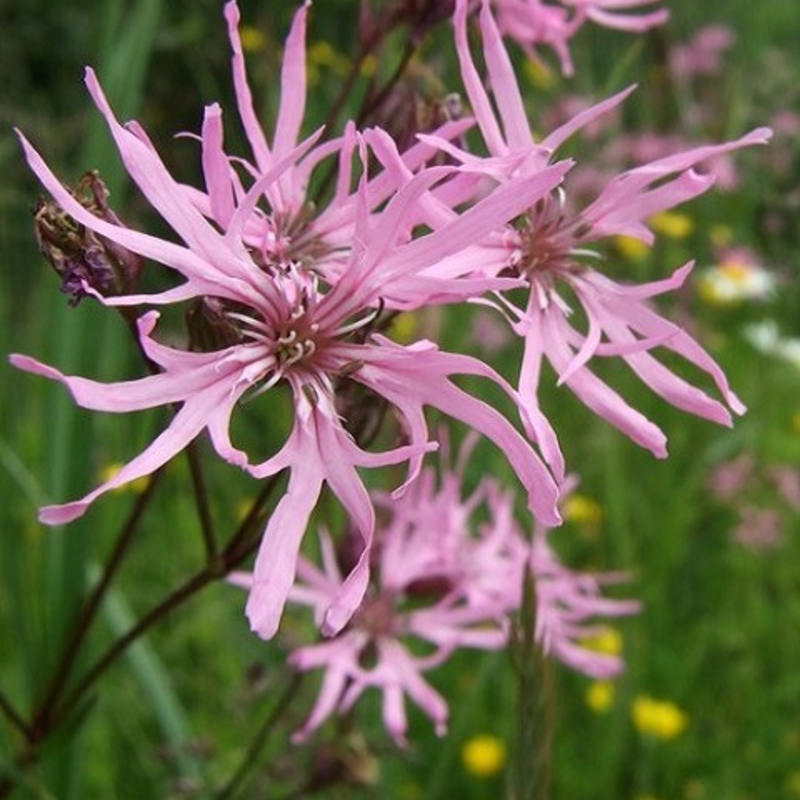 Ragged Robin Seeds (Lychnis flos-cuculi)