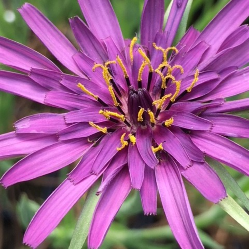 Salsify (Tragopogon Porrifolius)